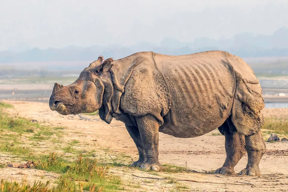 Chitwan National Park