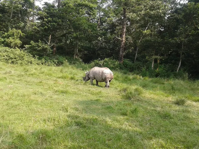 Chitwan jungle safari
