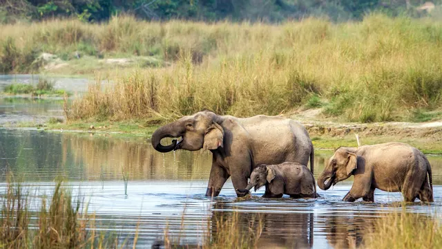 Chitwan National Park Tours & Excursions hero image