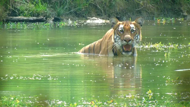 Chitwan National Park Tours & Excursions photo 3