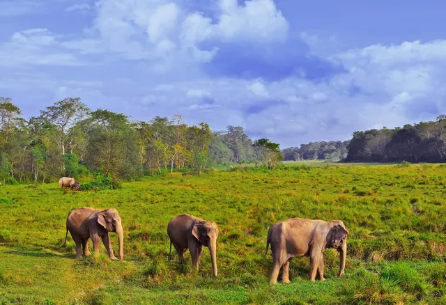 Chitwan National Park Tours & Excursions photo 4