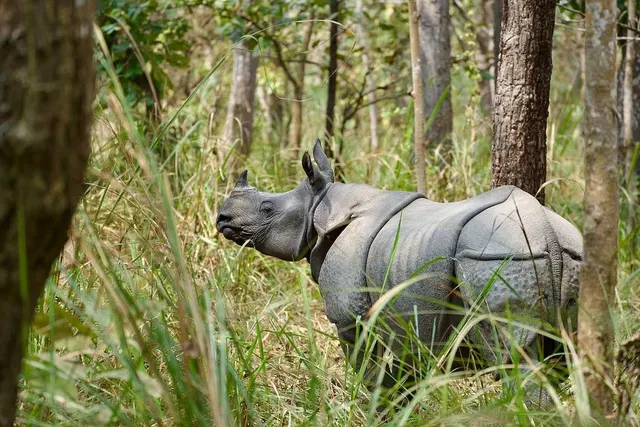 Chitwan National Park Tours & Excursions photo 5